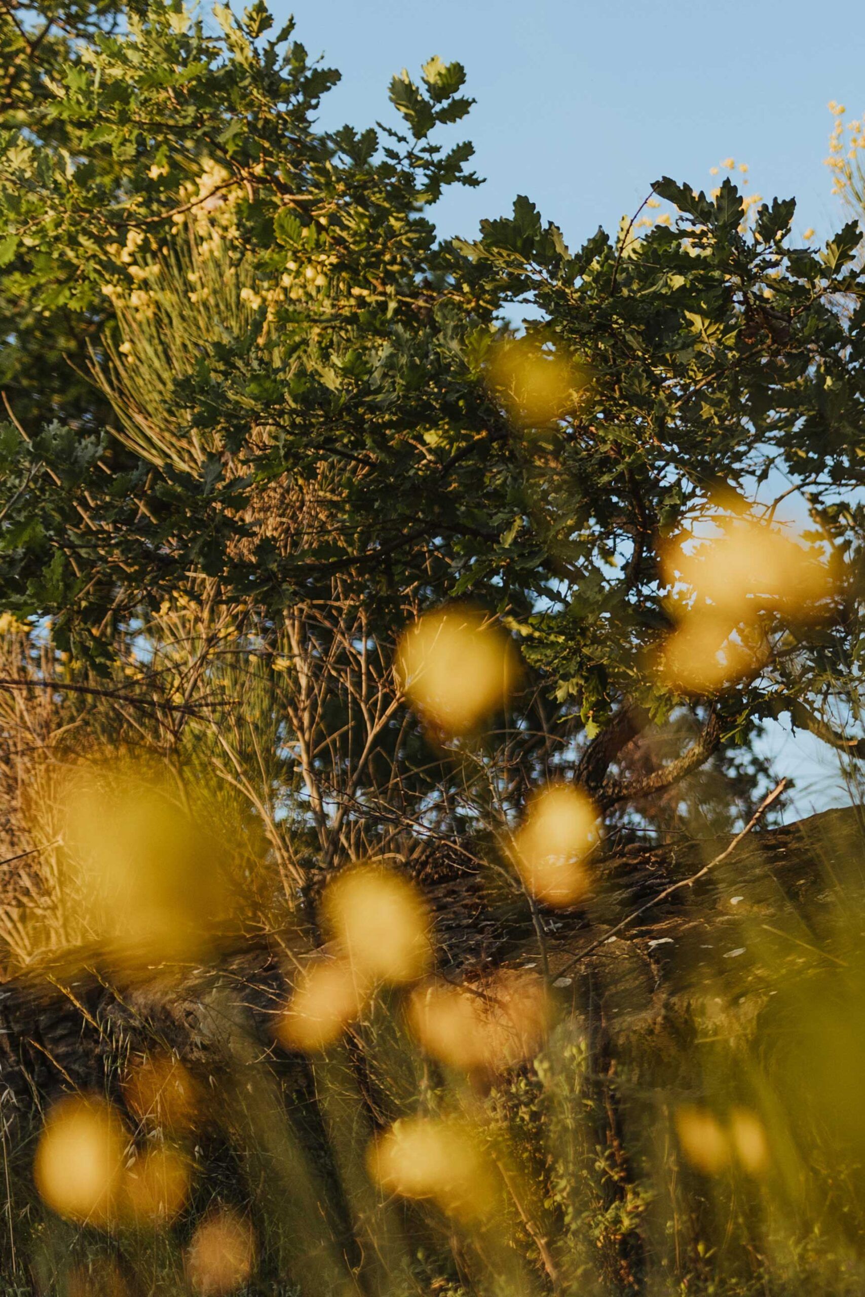 sunset maternity photo shoot tuscany