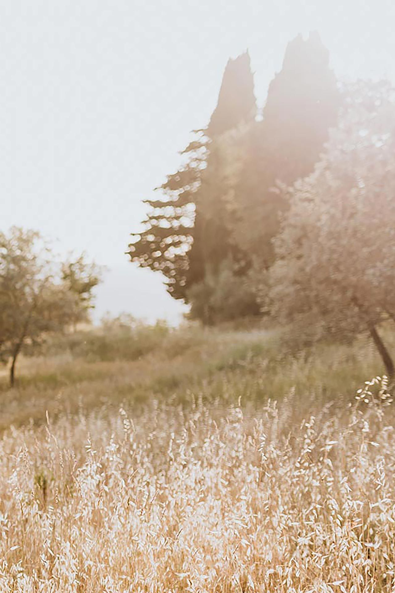 sunset maternity photo shoot tuscany