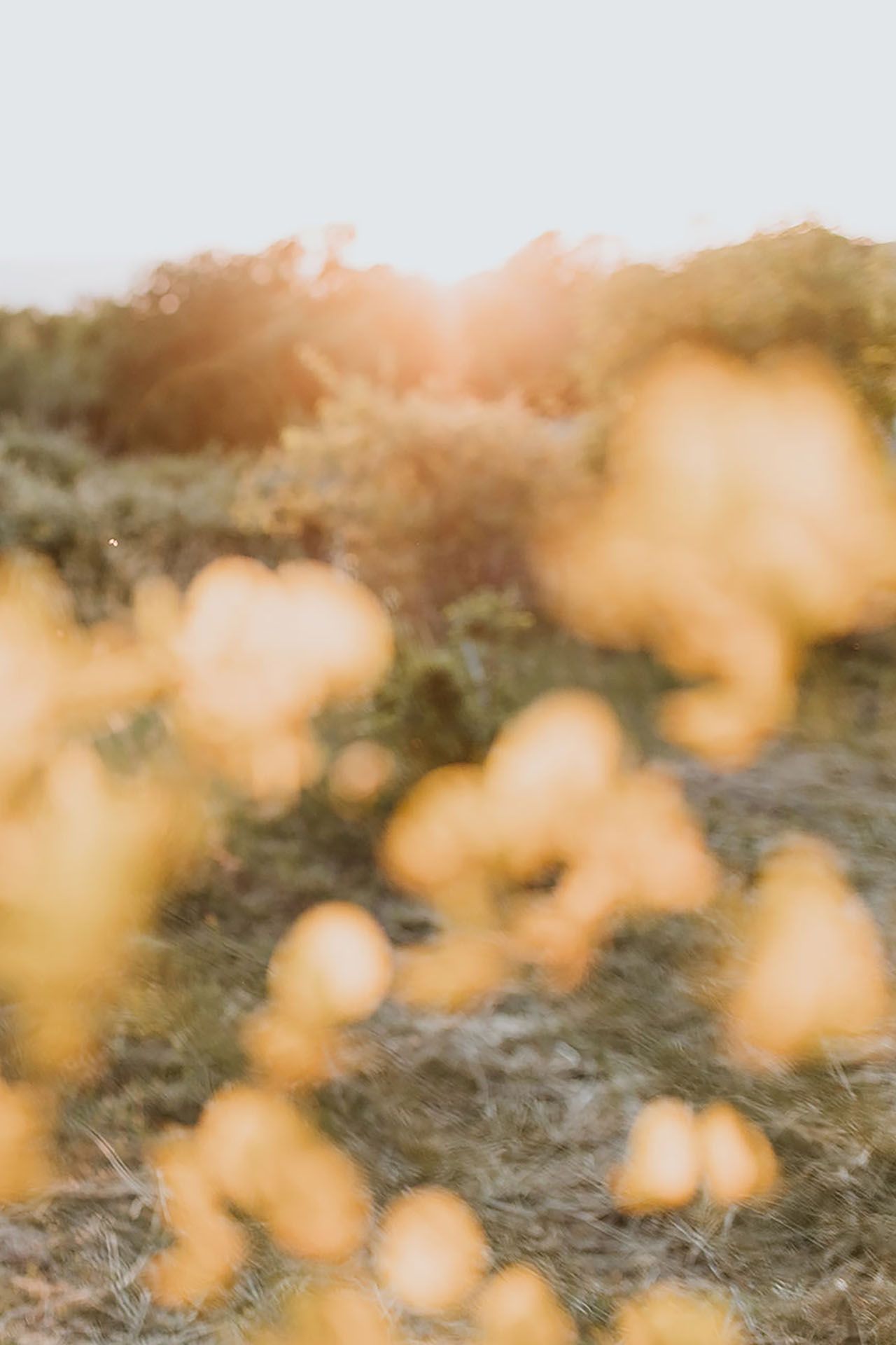 sunset maternity photo shoot tuscany